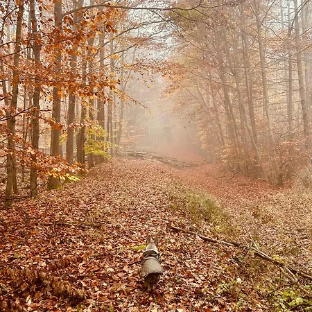 Kirchberg - Am Rhein Appartement *