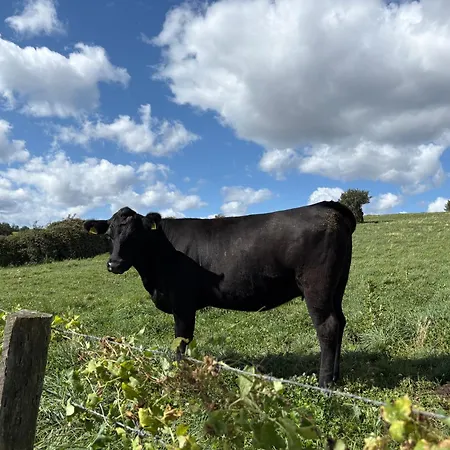 Kirchberg - Am Rhein * Andernach