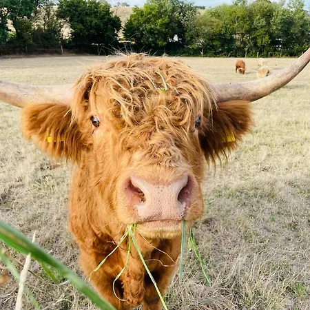 Kirchberg - Am Rhein Appartement *