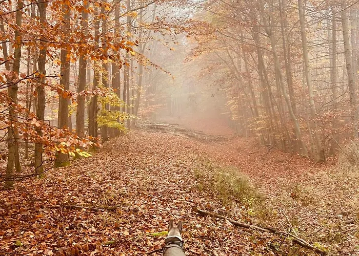 Kirchberg - Am Rhein Apartamento *