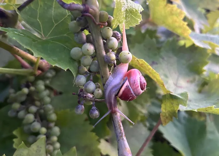 Kirchberg - Am Rhein Apartment Andernach