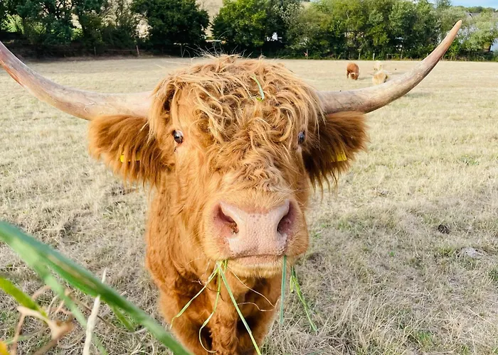 Kirchberg - Am Rhein Apartamento *